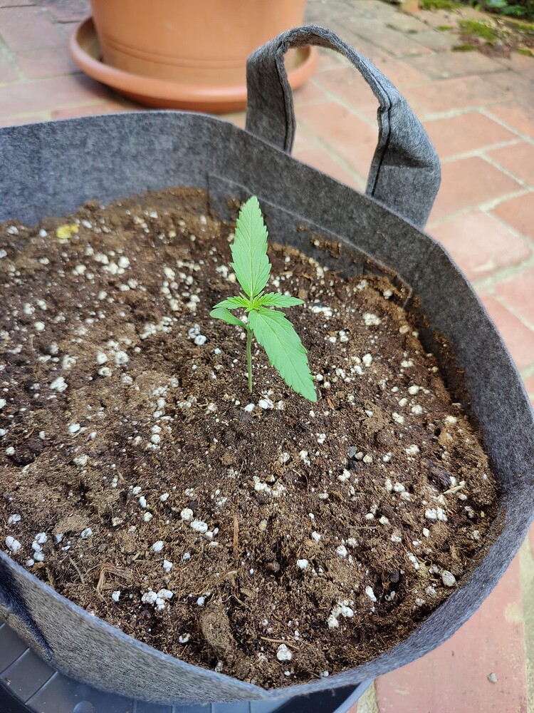 Erster Grow im Garten, unterm Dachfenster Vorziehen