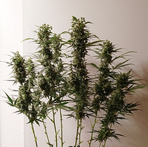 Growreport Bild 3