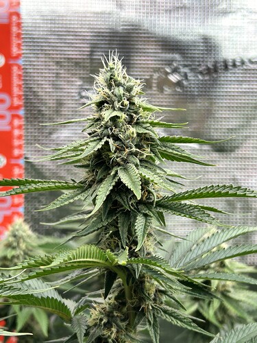 Nahaufnahme eines Cannabis-Buds in der Blütephase in einem Growzelt.