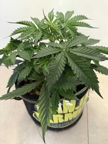 Growreport Bild 1