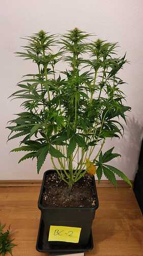 Growreport Bild 14
