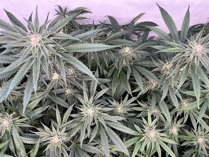 Growreport Bild 2
