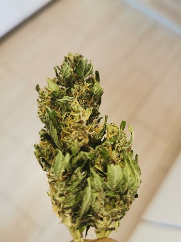 Growreport Bild 2
