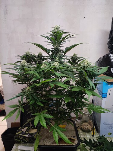 Growreport Bild 85