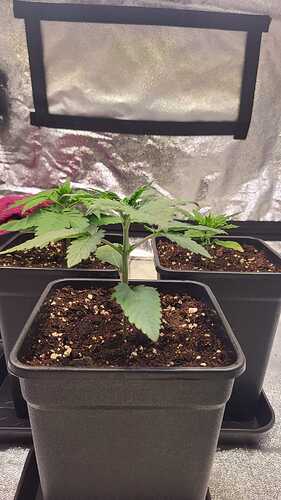 Growreport Bild 39