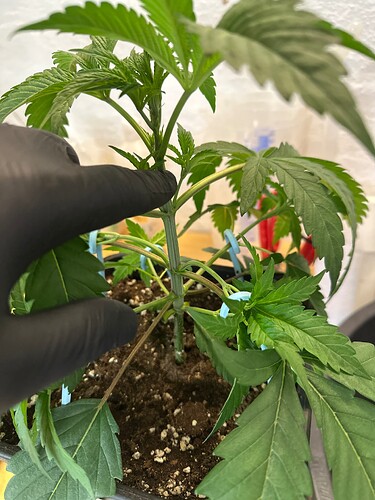 Growreport Bild 93