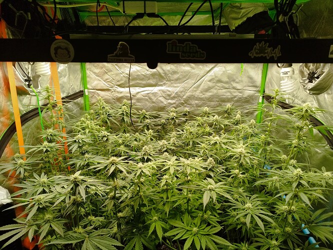 Mehrere blühende Cannabispflanzen in einem Growzelt unter einer Lampe.