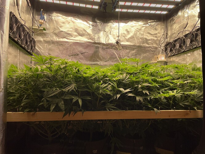 Eine Growbox mit vielen jungen Cannabispflanzen, die dicht an dicht stehen. Die Pflanzen sind hellgrün und zeigen Anzeichen von schnellem Wachstum.