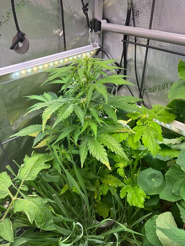Growreport Bild 39