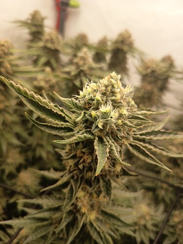 Growreport Bild 24