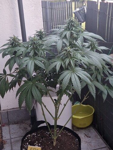 Growreport Bild 4