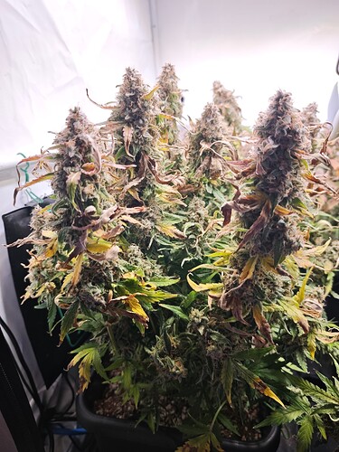 MVIMG_20251204_172204