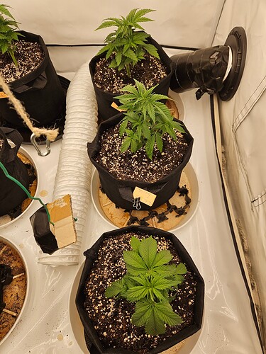 Growreport Bild 15