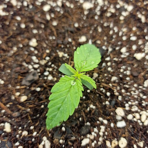 Growreport Bild 3