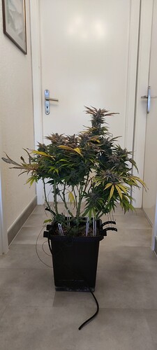 IMG_20250413_162721