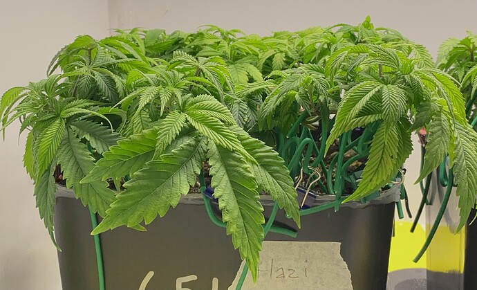Growreport Bild 17
