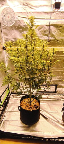 Growreport Bild 28