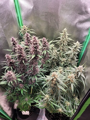 Growreport Bild 20