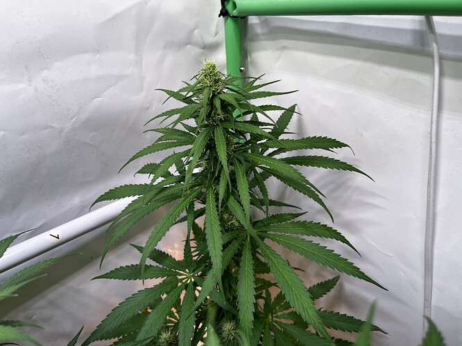 Growreport Bild 6