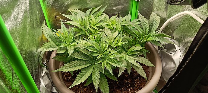 Growreport Bild 4