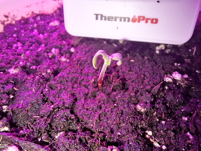 Growreport Bild 31