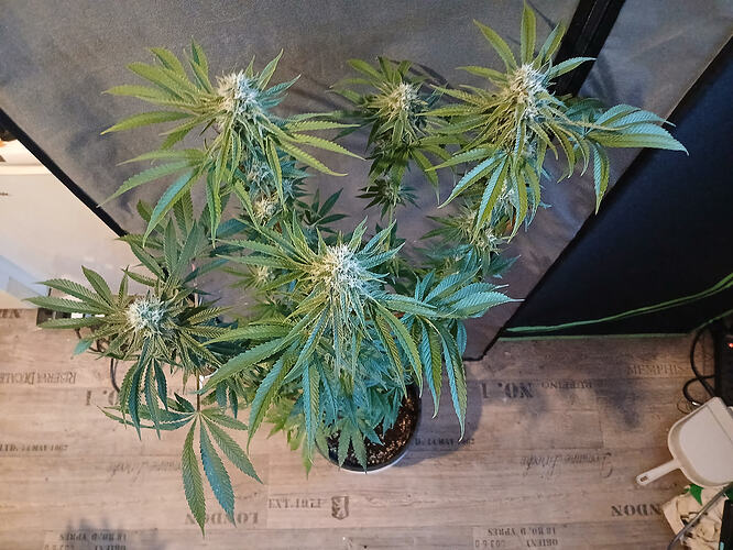 Growreport Bild 4