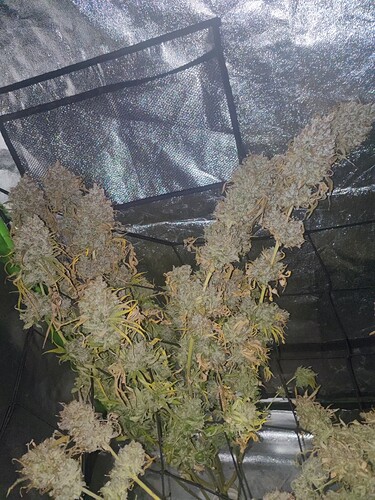 Growreport Bild 2
