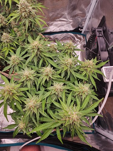 Growreport Bild 96