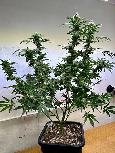 Growreport Bild 6