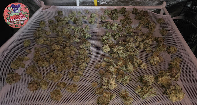 Growreport Bild 58