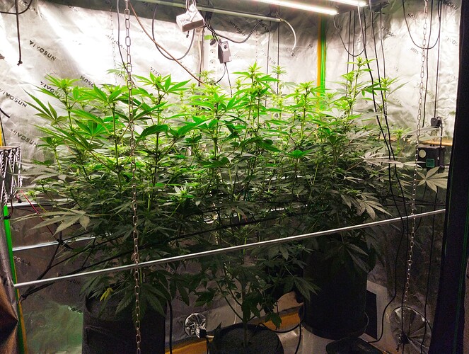 Growreport Bild 3