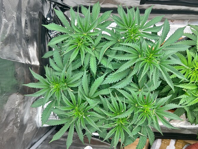 Growreport Bild 27
