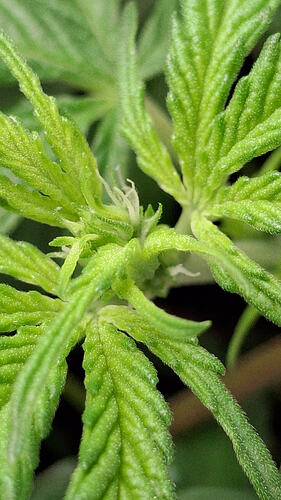 Growreport Bild 266