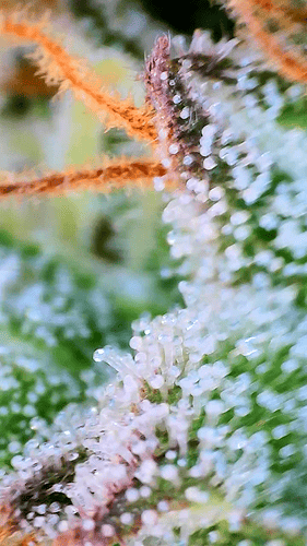 Growreport Bild 10
