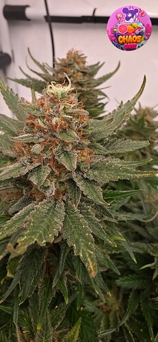 Growreport Bild 7