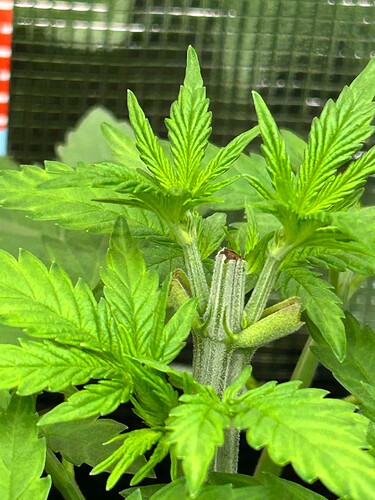 Growreport Bild 20
