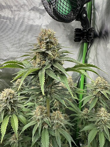 Growreport Bild 15