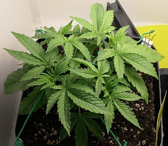 Growreport Bild 14