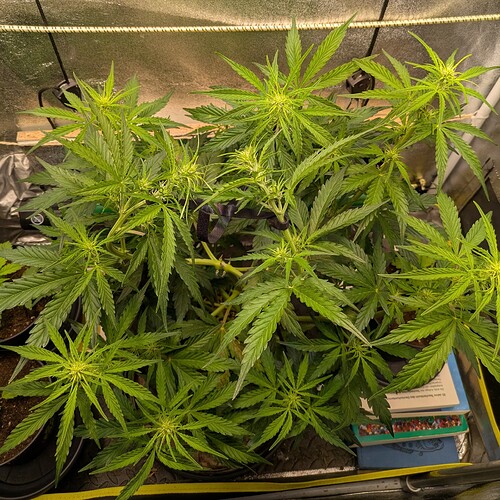 Growreport Bild 4