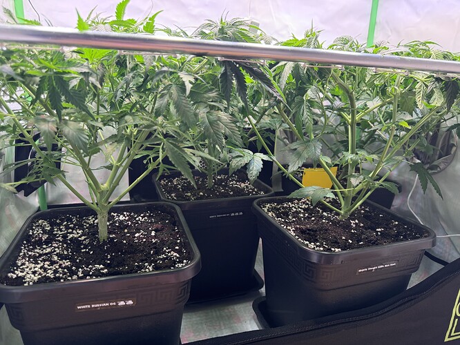 Growreport Bild 9