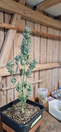 Growreport Bild 4