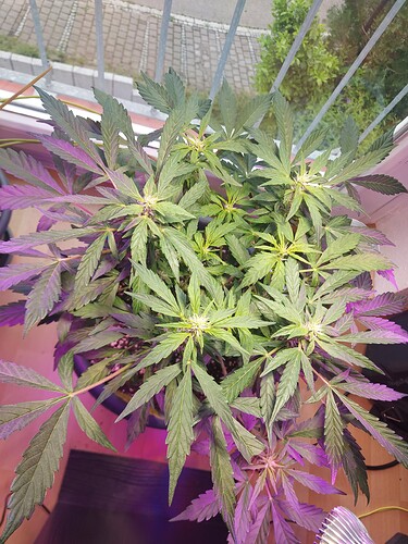 Growreport Bild 17