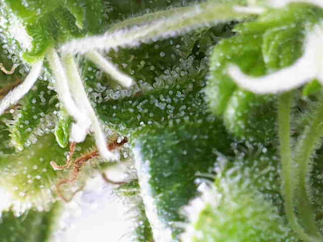 Growreport Bild 32