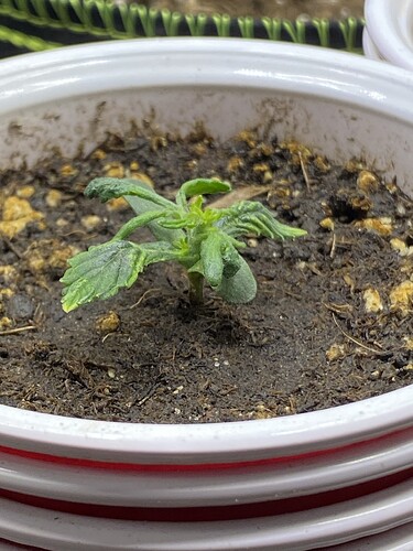 Growreport Bild 40