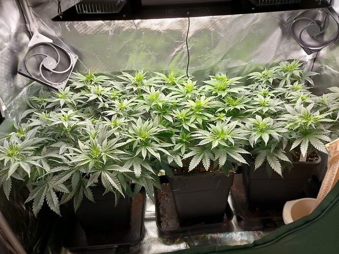Growreport Bild 1