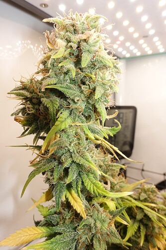 Growreport Bild 7