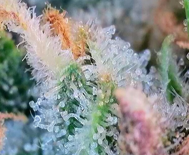 Growreport Bild 25