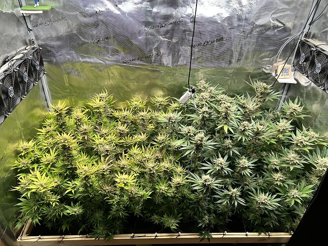 Zwei Reihen von blühenden Cannabispflanzen in einem Growzelt, mit Lüftern und einem Hygrometer sichtbar.
