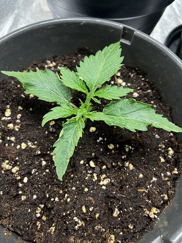 Growreport Bild 6