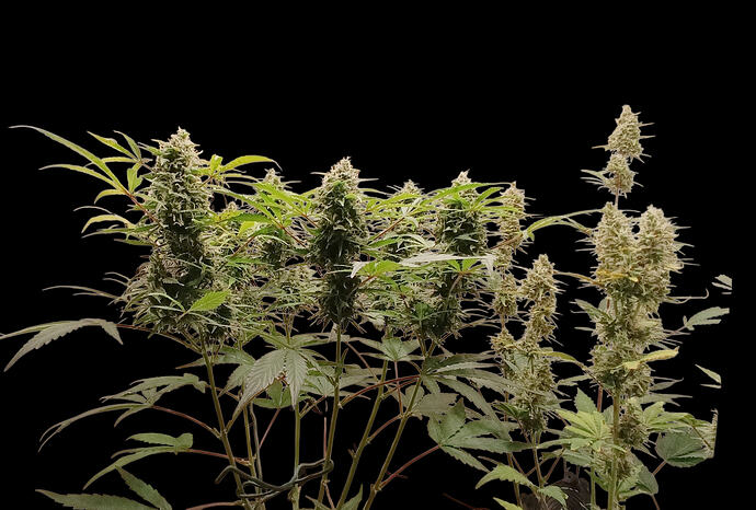 Growreport Bild 11